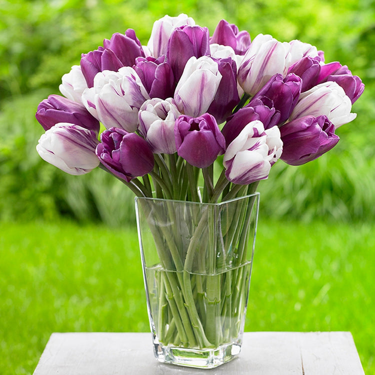 A large bouquet of purple and white Triumph tulips in a tall glass vase, featuring the varieties Purple Flag and Flaming Flag.