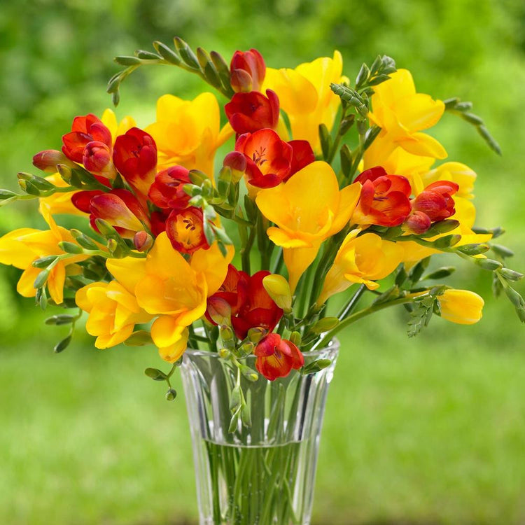 A clear glass vase filled with a dozen stems of yellow and red freesia.
