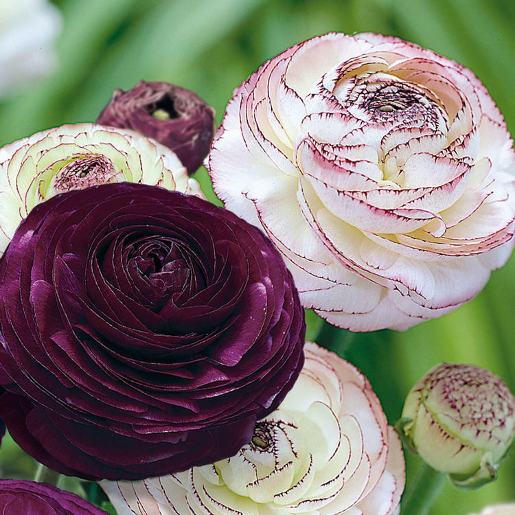 The flowers of two varieties of Tomer ranunculus, featuring Purple and Picotee.