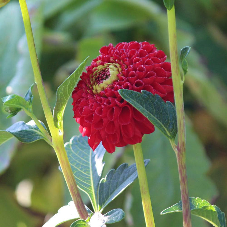 Dahlia Ball Boom Boom Red