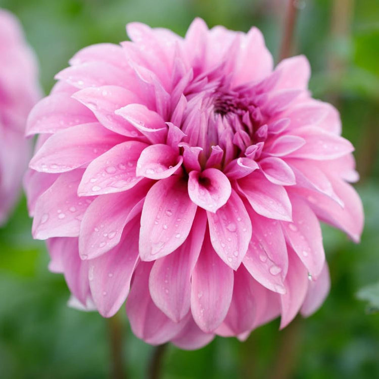 Dinnerplate dahlia Vassio Meggos, showing one very large flower with lightly ruffled, lilac pink petals.