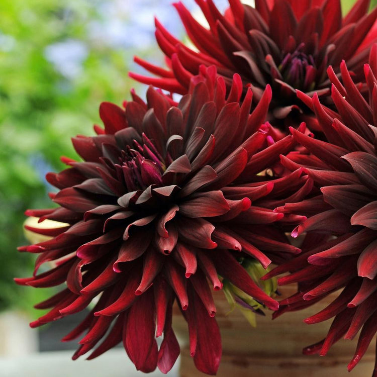 Dahlia Cactus Nuit d'Ete