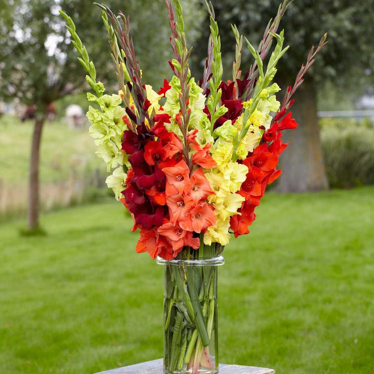 Gladiolus Large Flowering Sunset Mix