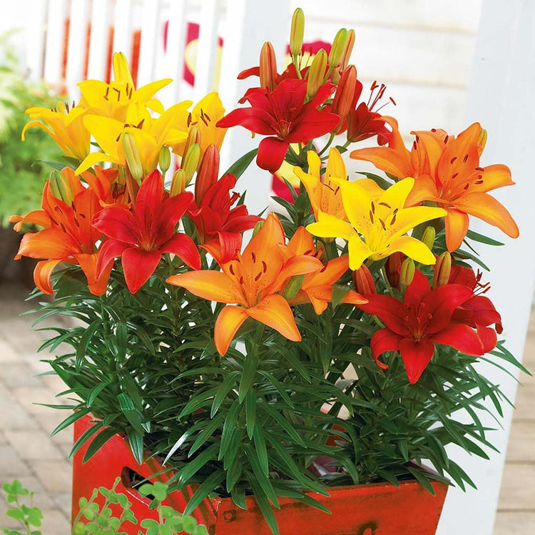 A mix of orange, yellow and red Asiatic lilies blooming in an outdoor container on a deck or patio.