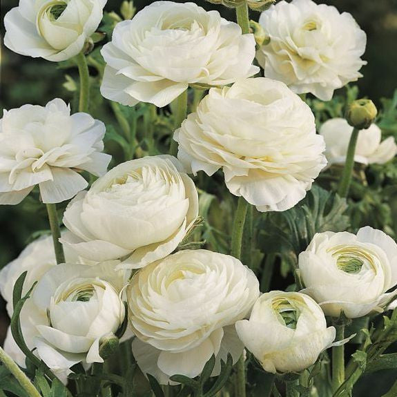 Ranunculus Tomer White (Spring)