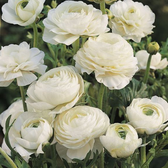 A large number of ranunculus Tomer White flowers blooming in an early summer garden.