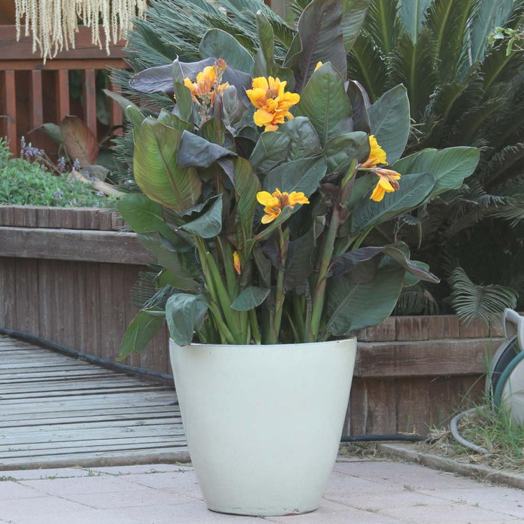 Canna Chocolate Sunrise growing on a patio in a large container, displaying its dark foliage and golden flowers.