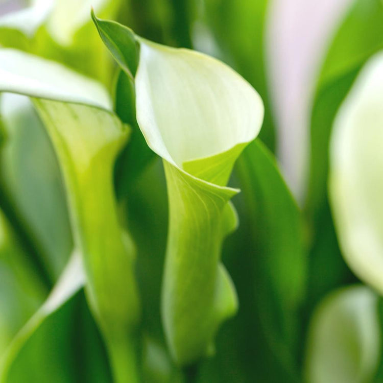 The white flowers of calla lily Crystal Clear as they are first opening.