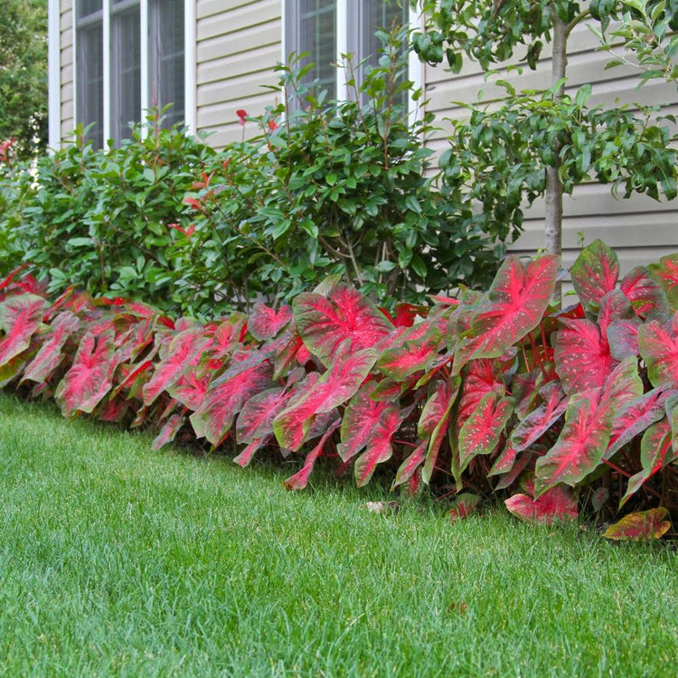 A large planting of caladium Red Flash in a home landscape, showing this sun tolerant caladium's large leaves with bright red markings.