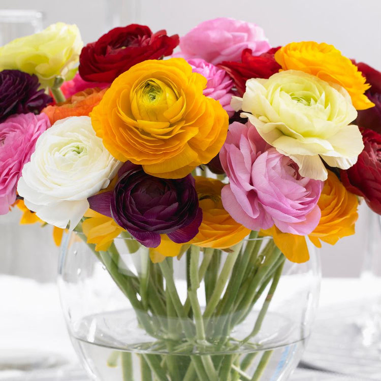 A tabletop bouquet of colorful ranunculus flowers, featuring burgundy, pink, yellow and red.