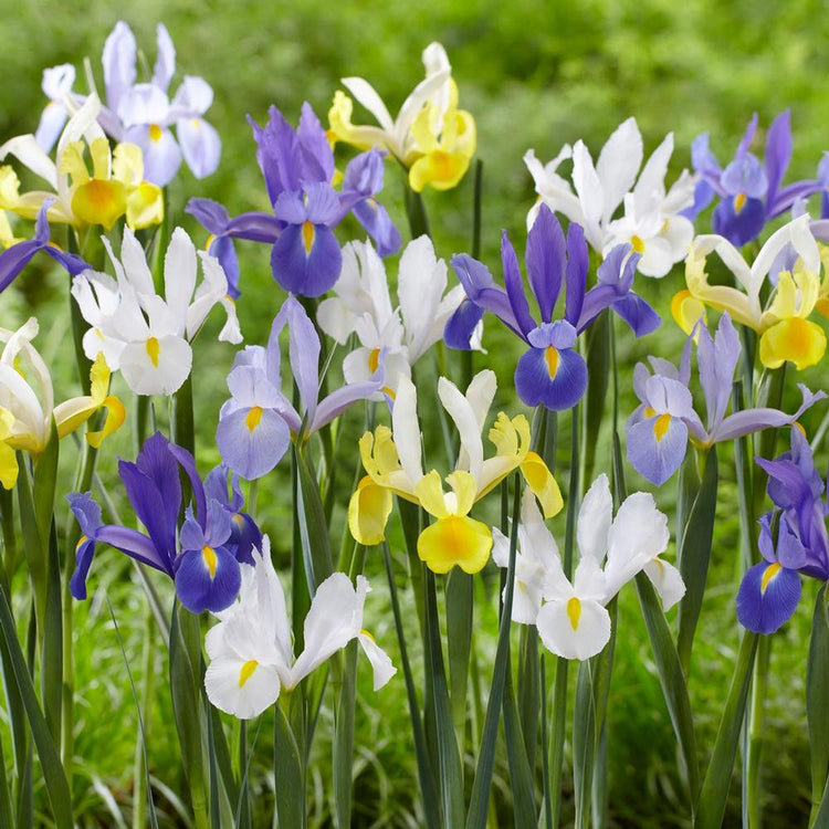 Assorted colors of Dutch iris hollandica, including white, yellow and purple.