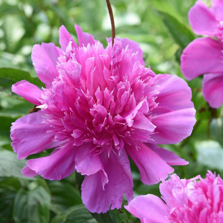 Peony Lactiflora Purple Spider