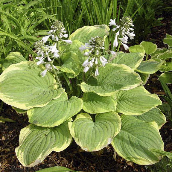 Hosta Large Leaf Fragrant Bouquet