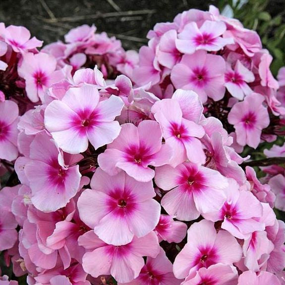 Phlox Paniculata Bright Eyes