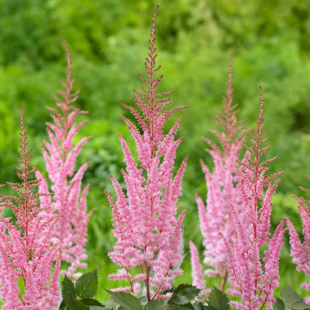 Astilbe Chinensis Mighty Pip - 3 bare roots - Longfield Gardens