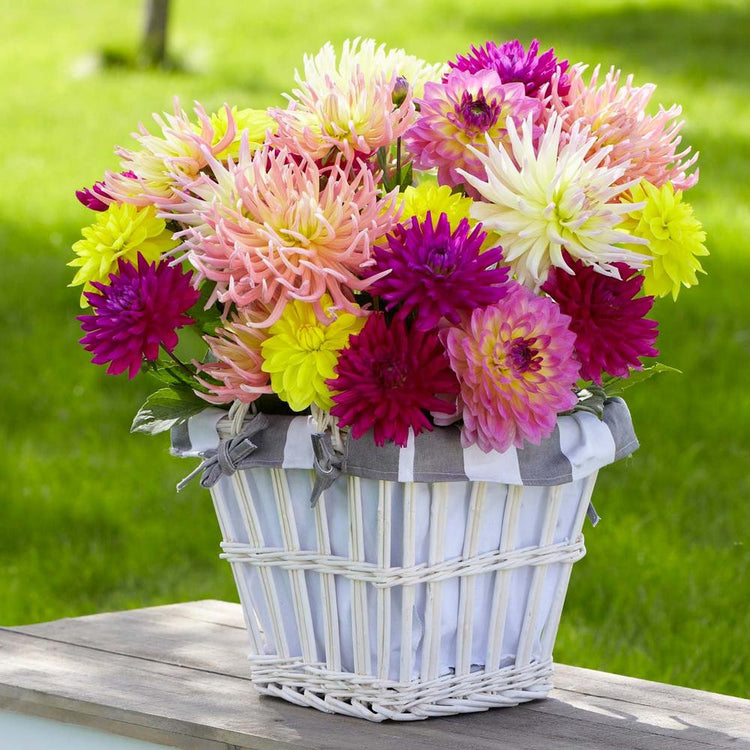 A casual bouquet of dahlias in a white wicker basket, featuring many different colors and flower styles including cactus and decoratives.