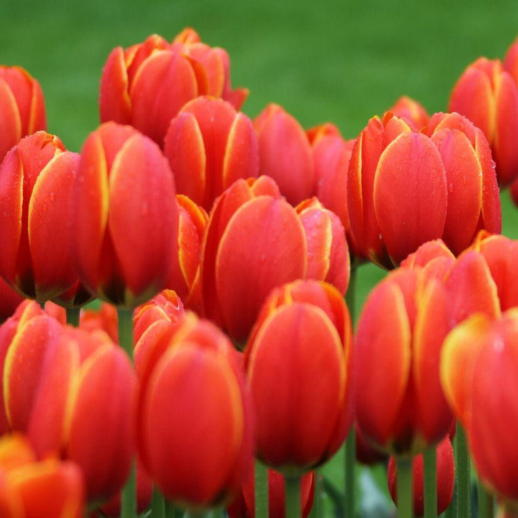 Close up of multiple flower heads of Darwin hybrid tulip Ad Rem in garden showing red petals with yellow edges.