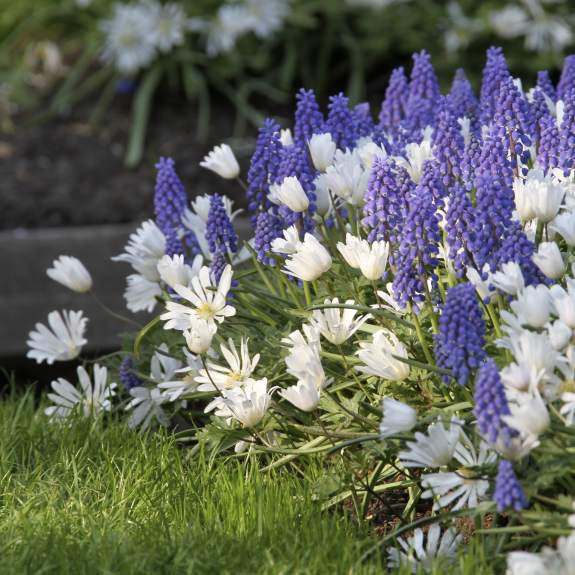 Anemone Blanda White Splendour