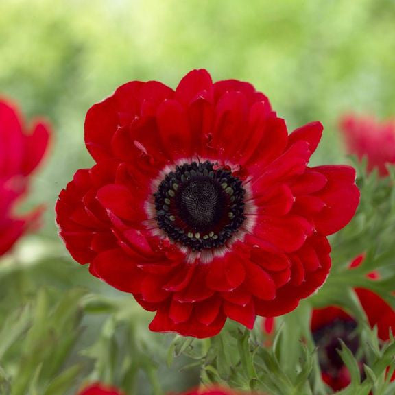 Anemone De Caen The Governor & Mt Everest - 50 corms - Longfield
