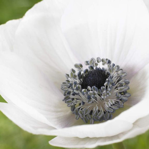 Close up of De Caen anemone Black Eye, showing this variety's pure white petals and blue-black center.