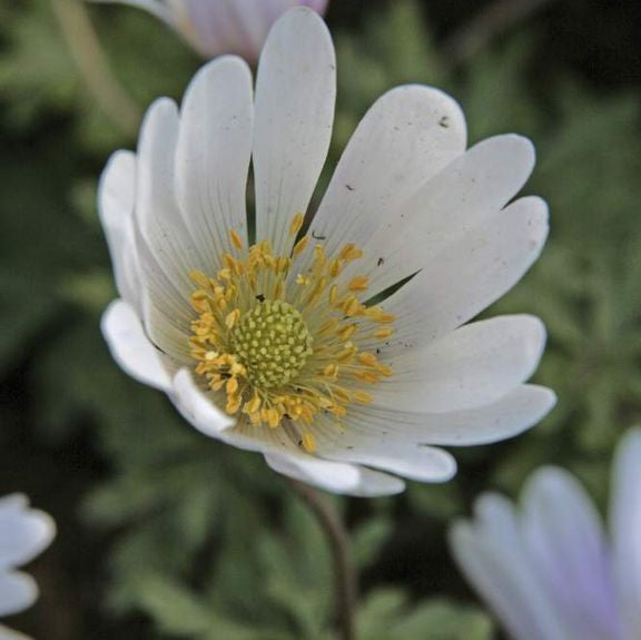 Anemone White Splendour & Muscari Ocean Magic