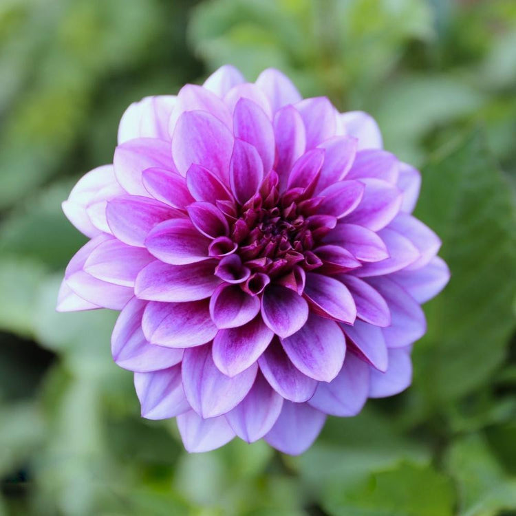 Dahlia Blue Bell, showing one 5" flower with lilac-blue petals and a violet center.