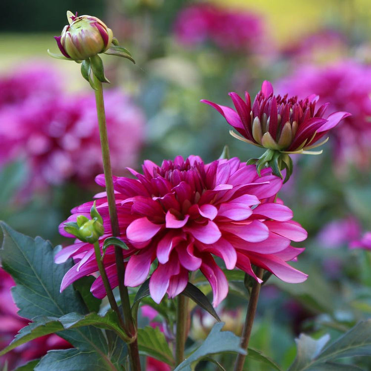 A side view of low-growing decorative border dahlias Gallery Art Nouveau in a garden setting, showing the blossoms' deep, cranberry pink color.