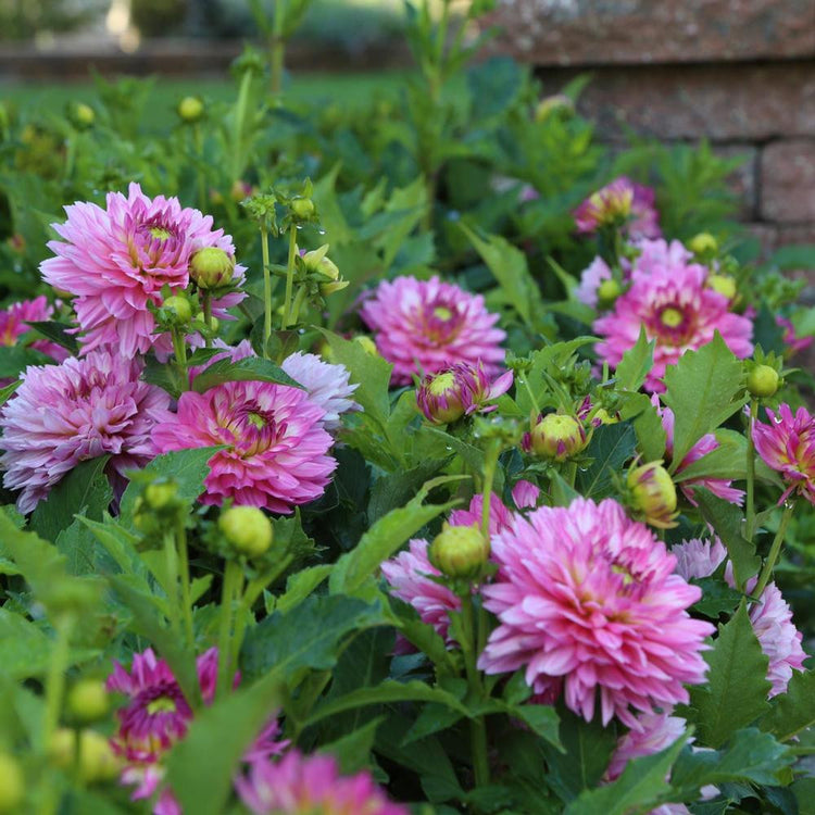 Low-growing decorative border dahlia Gallery Bellini in a garden setting, showing this variety's compact habit and abundant, 5" flowers.