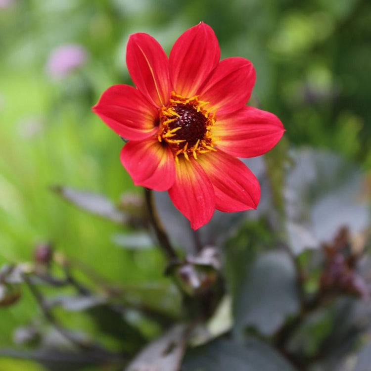 A single blossom of the bright red single dahlia HS Flame, showing the plant's dark, almost black foliage.