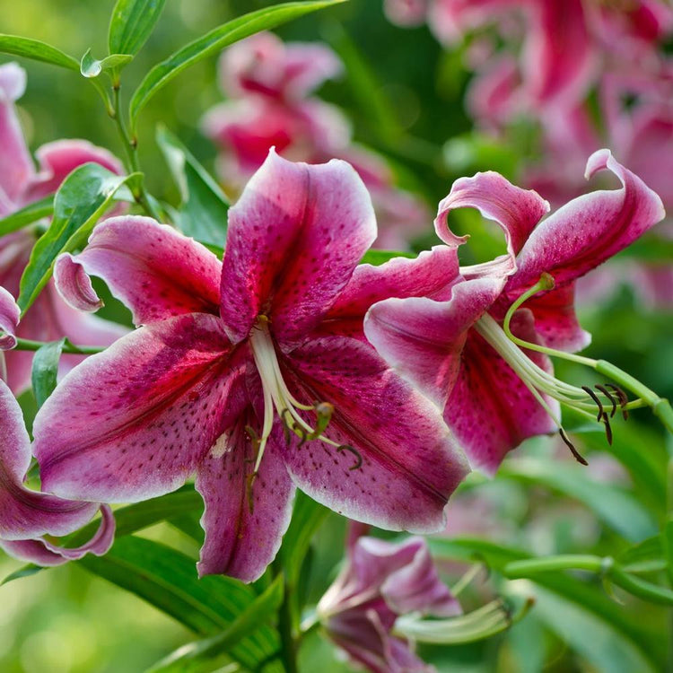 The deep pink flowers of Oriental lily Colorado, showing how each petal is highlighted with a white outline.