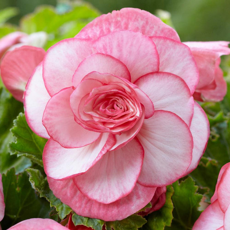 Upright Picotee White, a double tuberous begonia with white petals outlined in deep pink.