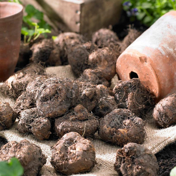 Dozens of healthy begonia tubers ready for spring planting in a garden or in a container.