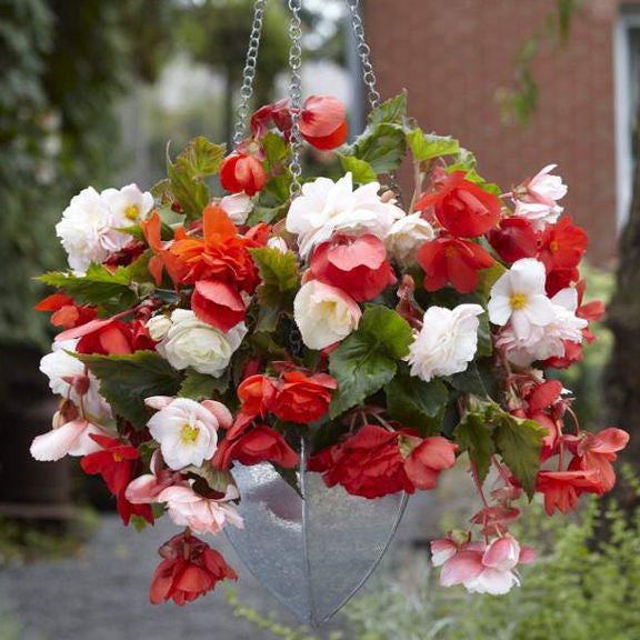 Begonia Upright Double Odorata White & Red