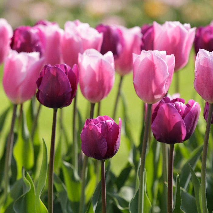 Spring garden scene showing a group of tulips including pink Triumph tulip Early Glory and the wine-colored Triumph tulip Negrita.