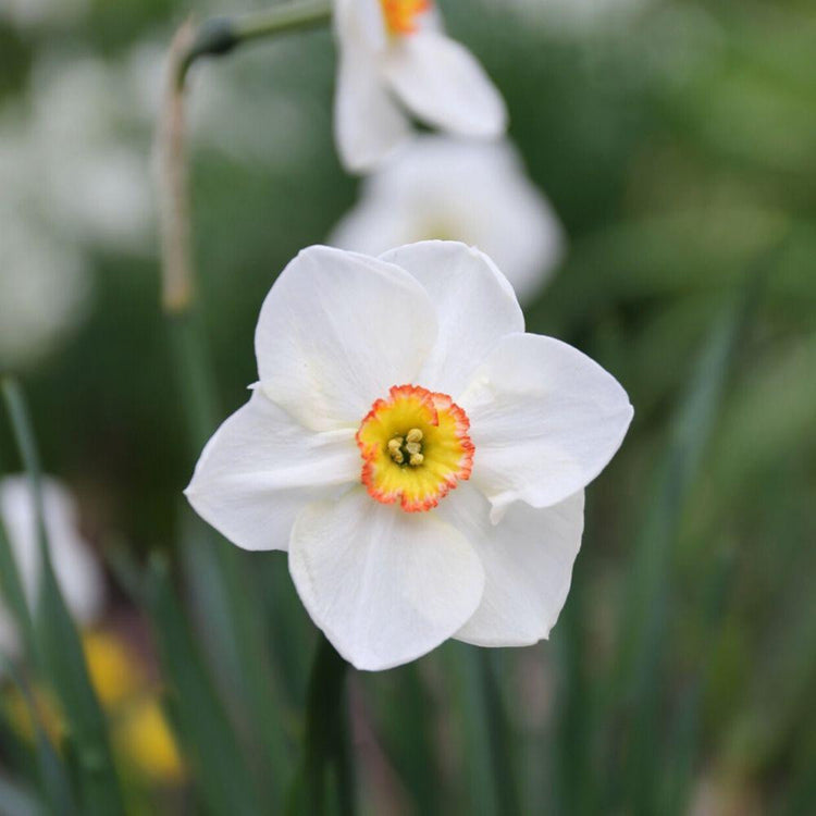 One blossom of the fragrant heirloom narcissus Actaea, showing this classic daffodil's large, pure white petals and small, golden yellow cup edged in red.