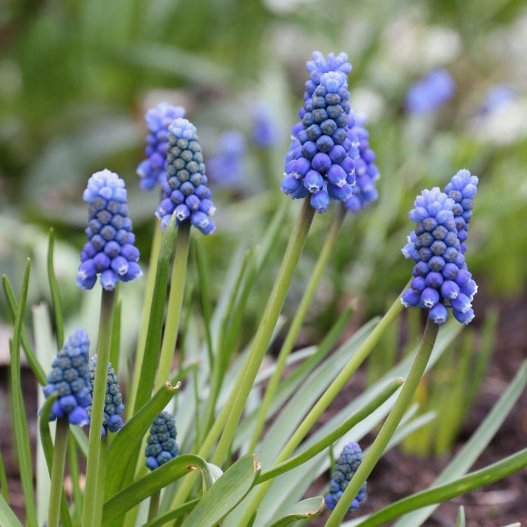 The unusual, two-tone flowers of muscari Blue Magic, which have cobalt blue florets and a pale blue topknot.