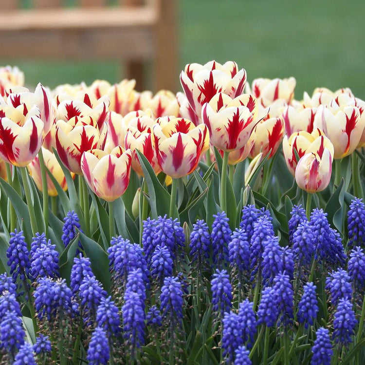 Tulip Triumph Grand Perfection