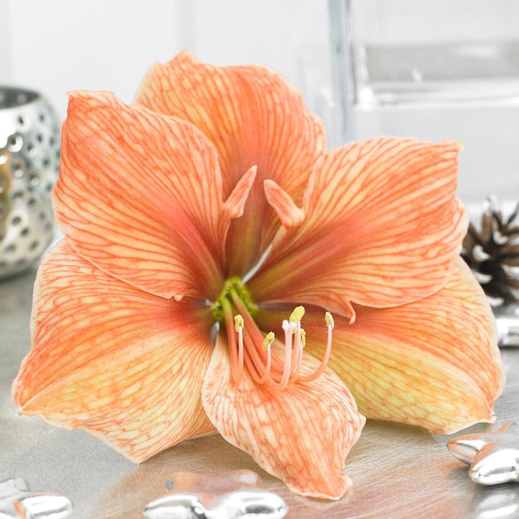 Amaryllis Single Exotica