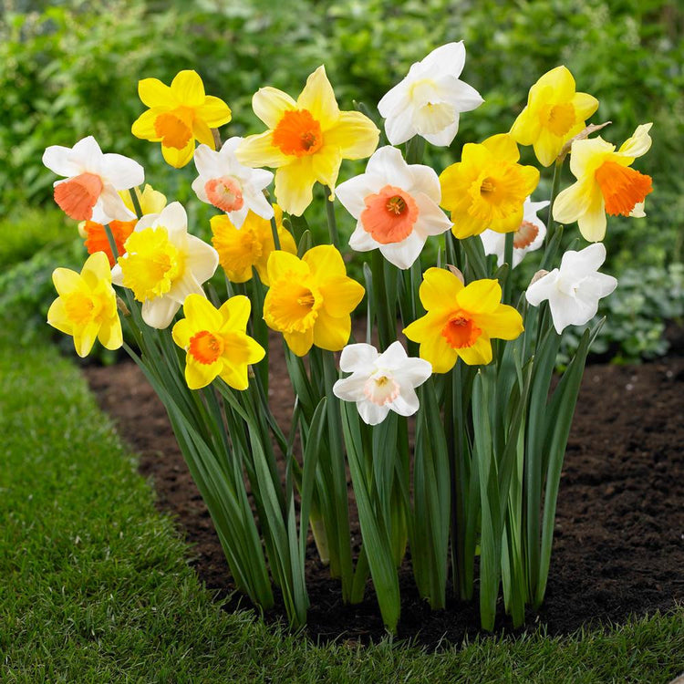Daffodil Trumpet Mix