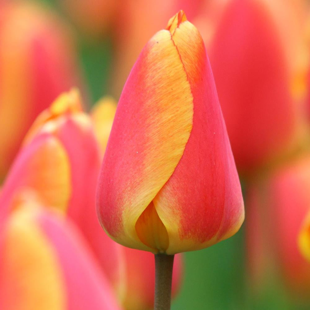 Tulip Darwin Hybrid Oxford Elite - 20 bulbs - Longfield Gardens