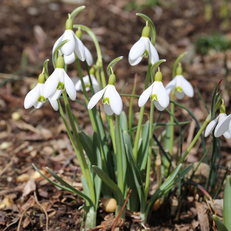 The dainty white and green flowers of snowdrops blooming in an early spring garden.