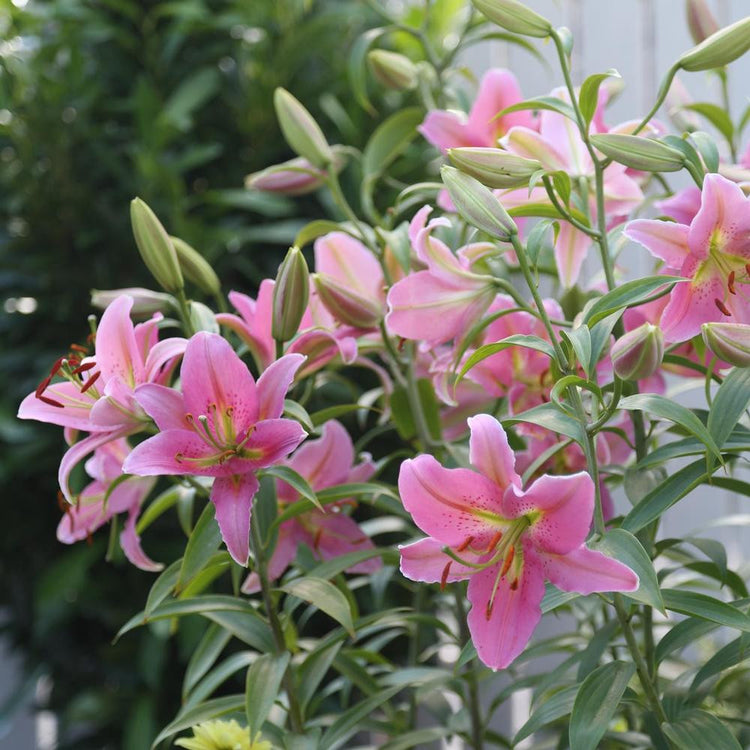 A large clump of Oriental lilies blooming in a mid-summer flower garden, featuring the hot pink flowers of Medusa.