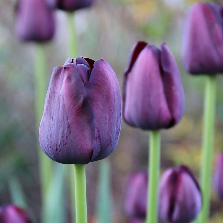Two blossoms of the single late tulip Queen of Night showing this variety's beautiful shape and dark, maroon petals that look almost black.