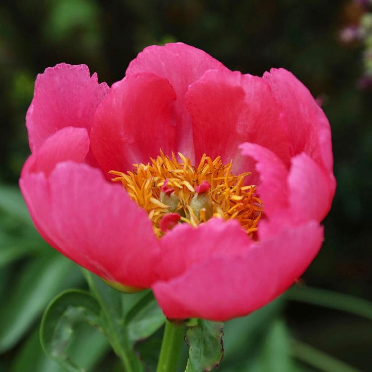 Peony Lactiflora Coral Charm (Fall)