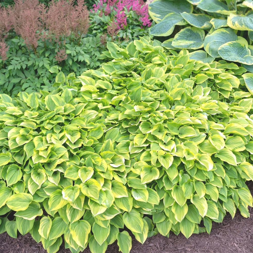 Hosta Medium Leaf Golden Tiara - 3 Bare Roots
