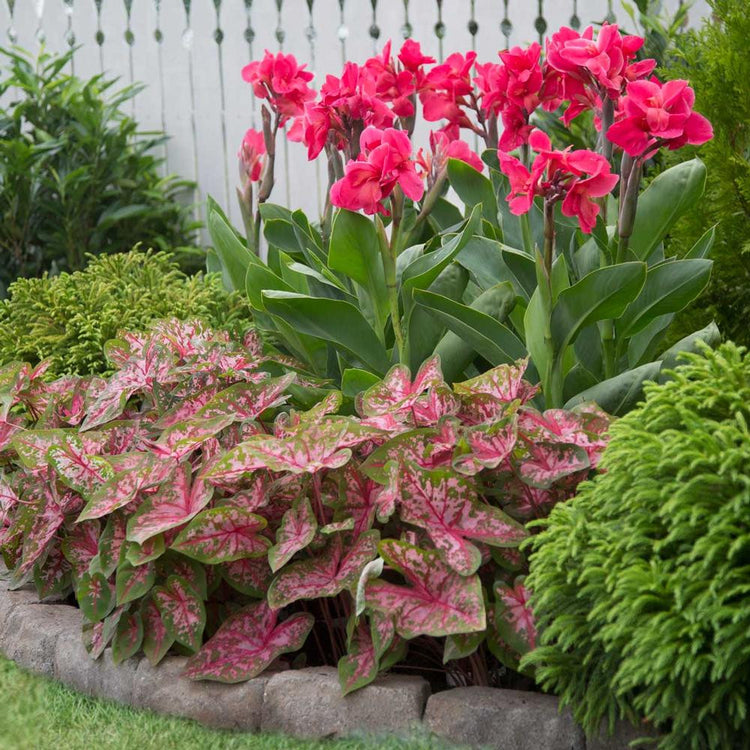 Canna Pink Magic growing and flowering in an attractive home landscape along with some colorful sun-tolerant caladiums.