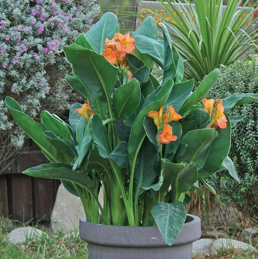 Canna Orange Magic growing in a large container, displaying many light orange flowers.