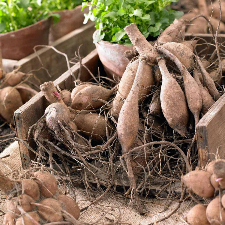 Clumps of dahlia tubers in a rustic wooden bin, ready for spring planting and showing how each tuber clump starts out with a stem, neck, and sprout.