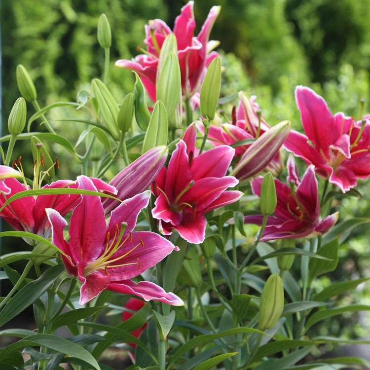 A large planting of Oriental lily Cobra blooming in a summer perennial garden, showing an abundance of fragrant, rose-pink flowers.