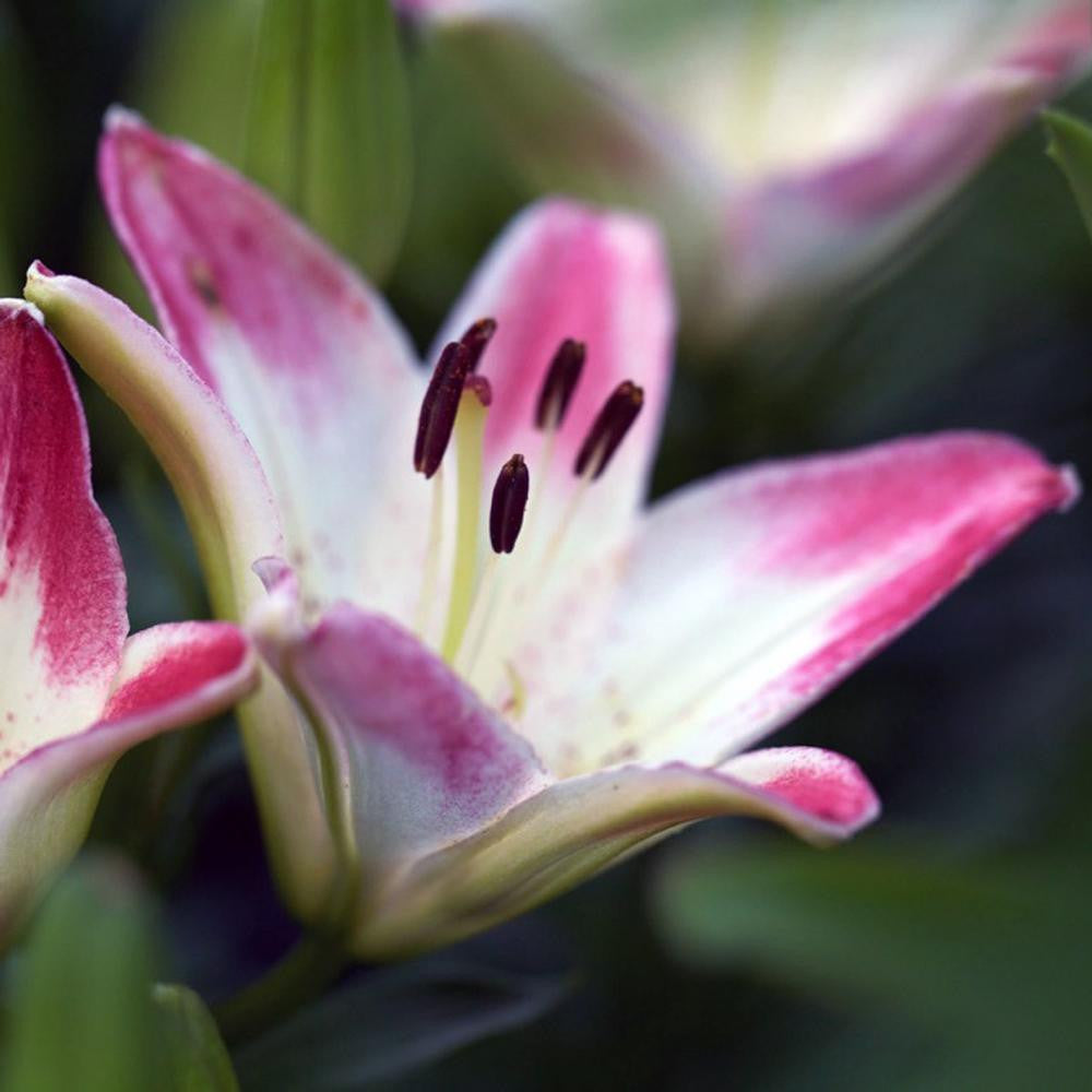 asiatic lollipop lilies Lily Asiatic Lollypop - 5 bulbs